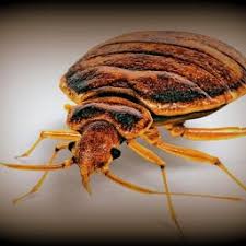 Bed Bug Treatment