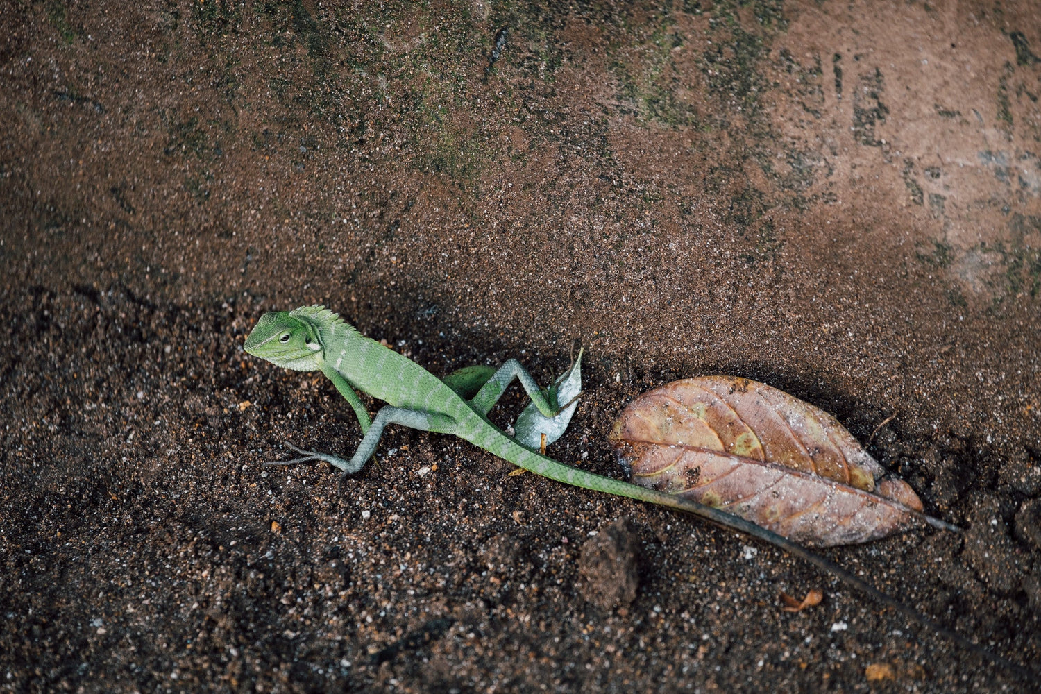 Lizard & Reptile Control